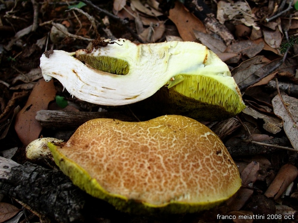 Nel secco bosco di leccio